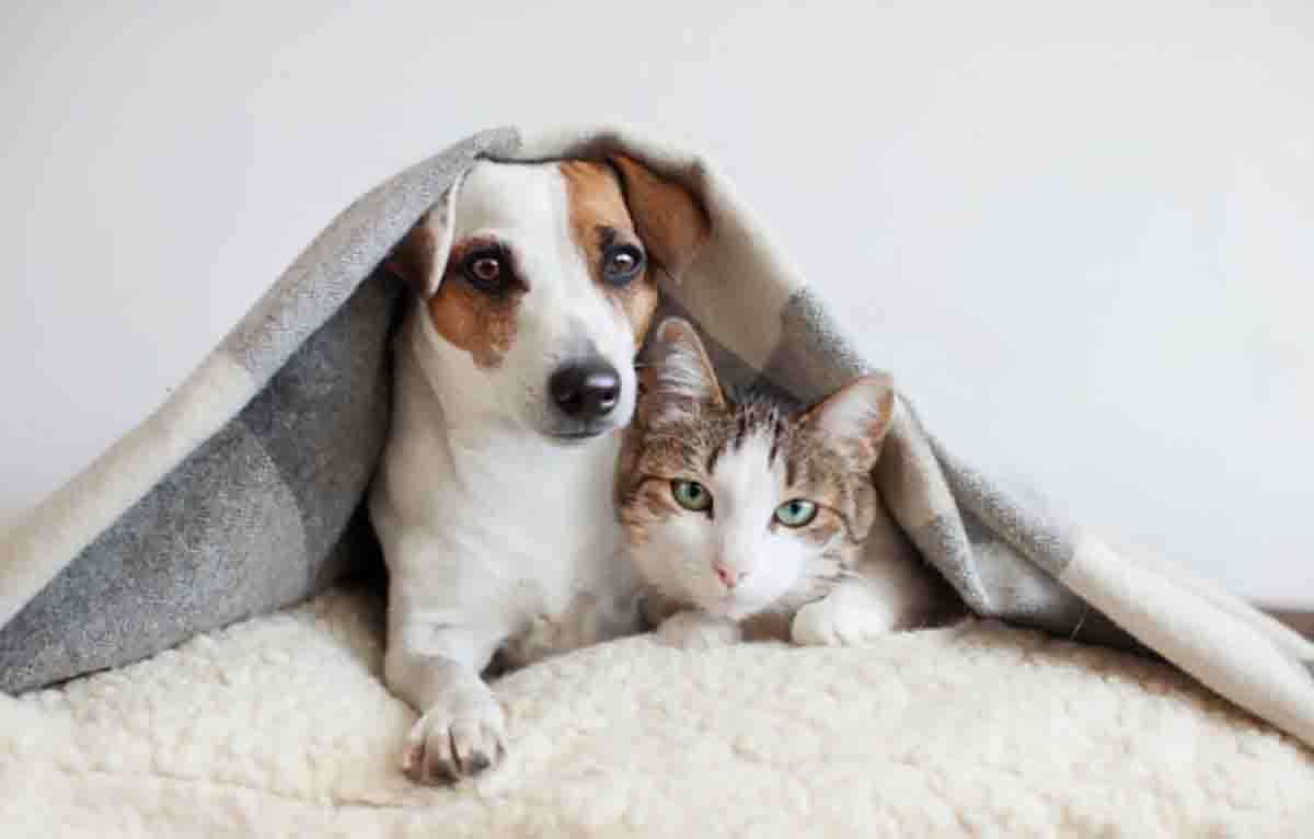 Могут ли собаки или кошки заразить коронавирусом человека?