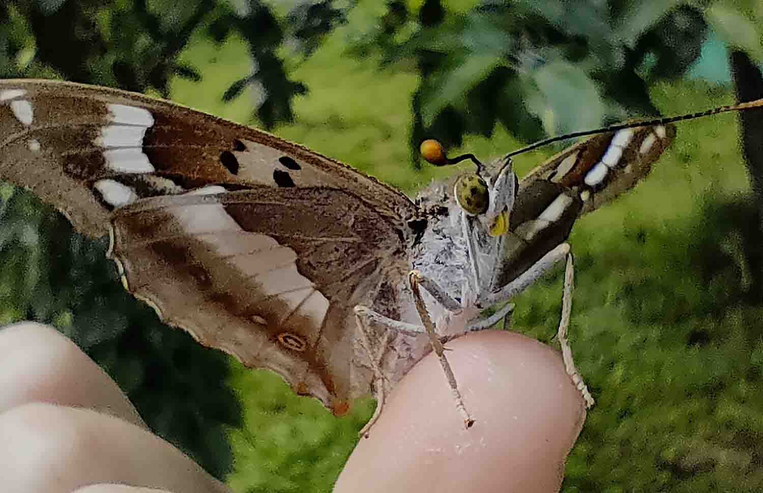 Самка бабочки Переливницы
