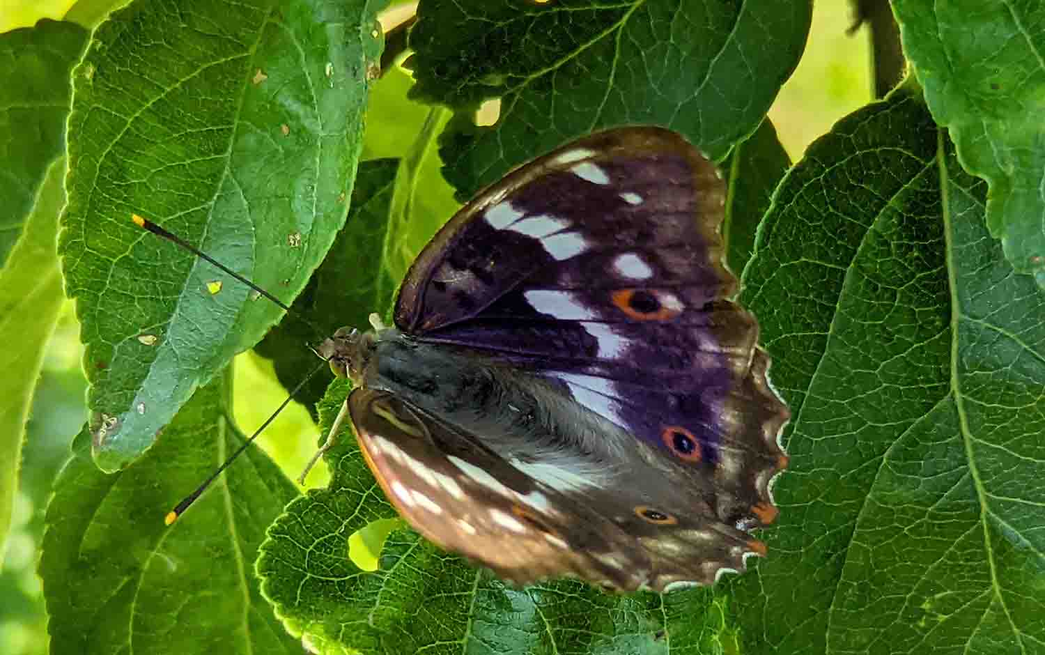 Самец бабочки Переливницы