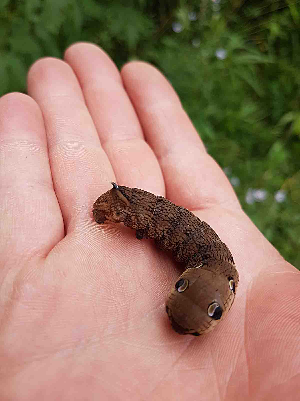 Большая коричневая гусеница с шипом на хвосте